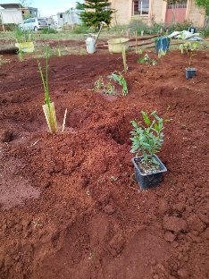 Agriculture image 31
