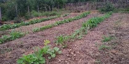 Sustainable Agriculture gallery main image