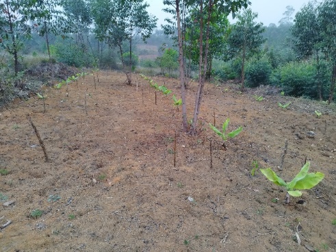 Agriculture image 11