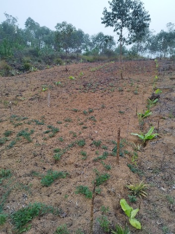 Agriculture image 12