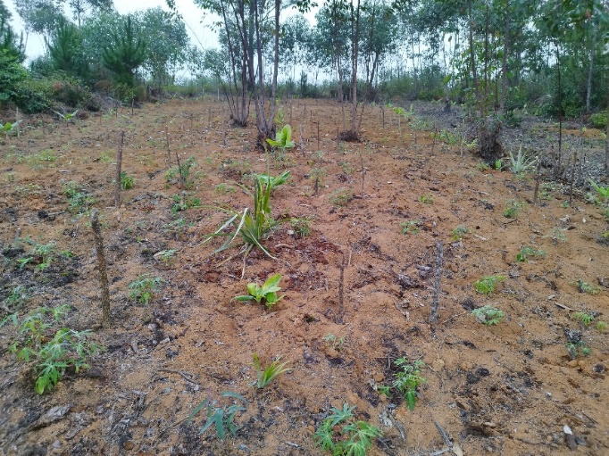 Agriculture image 13