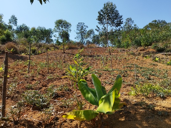 Agriculture image 14