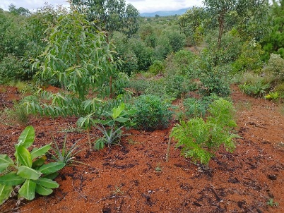 Agriculture image 15