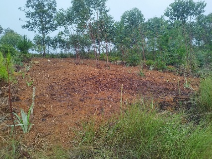 Agriculture image 10